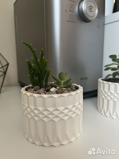 Кашпо с сукулентами