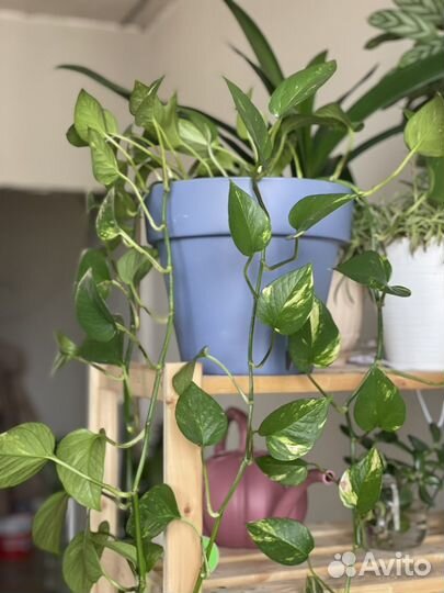 Взрослые растения традесканция 1м 2 м