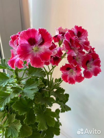 Пеларгония герань королевская