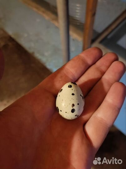 Яйца перепелиные