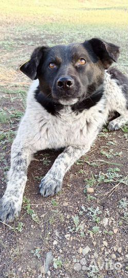 Верный пёс ищет верного хозяина