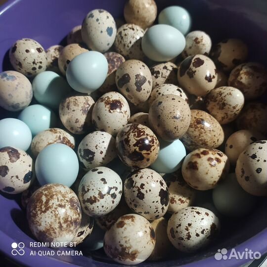 Яйца перепелиные