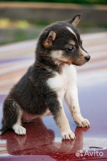 Щенок маленькой собаки бесплатно