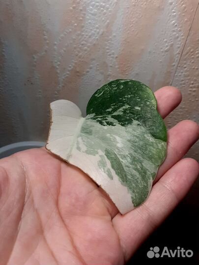 Монстерра вариеготная альба(с корнем и почкой)