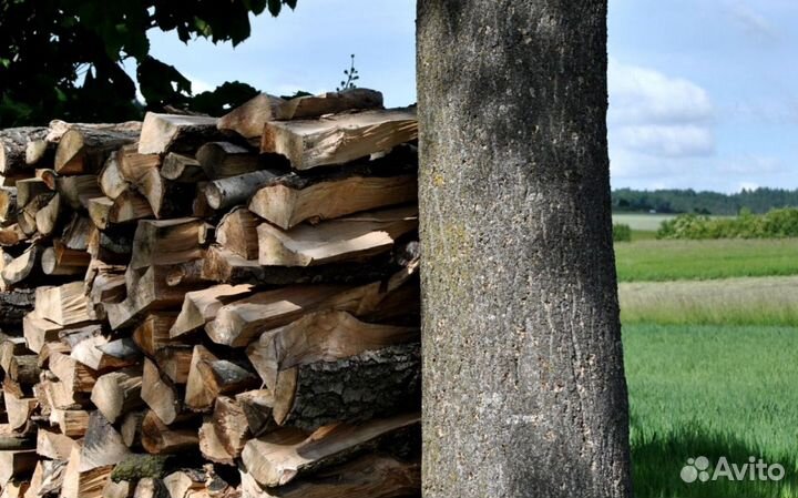 Дрова с Приморска