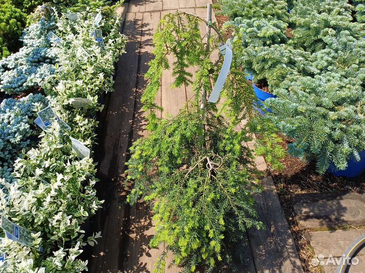 Тсуга канадская пендула