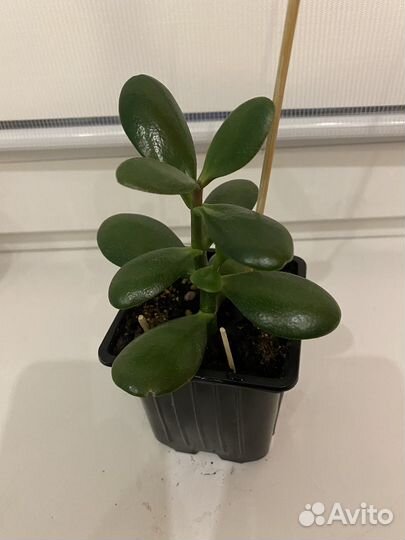 Крассула (Толстянка, денежное дерево)