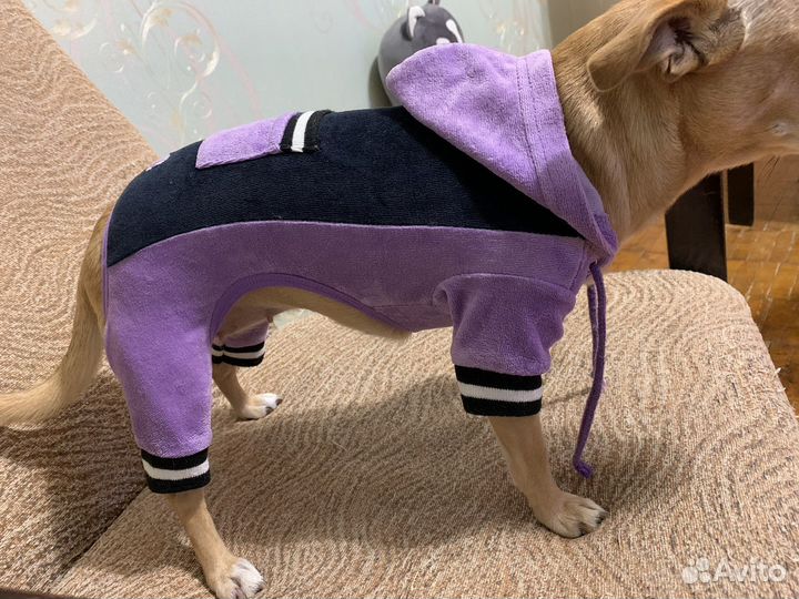 Одежда для собак мелких пород