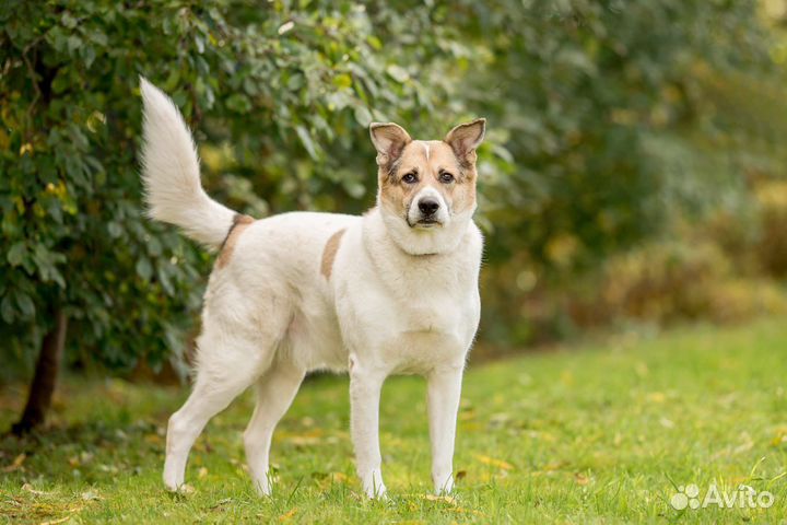 Собака в добрые руки