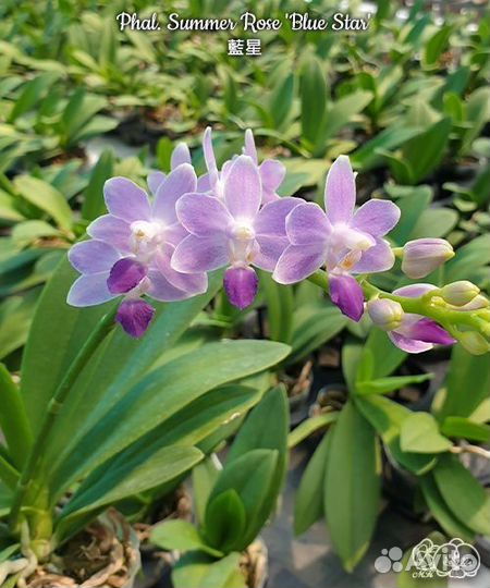 Орхидея Голубая звезда