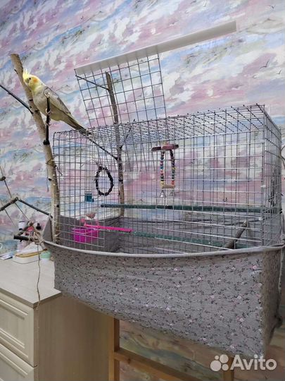 Попугай корелла, девочка с клеткой. Цена 6000 торг