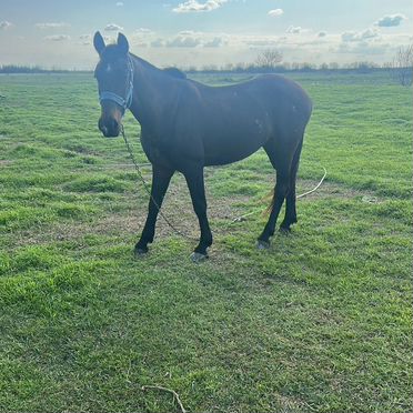 Лошадь меринь