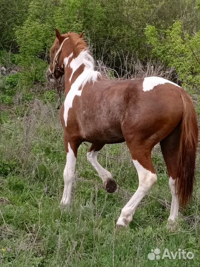 Лошадь жеребец