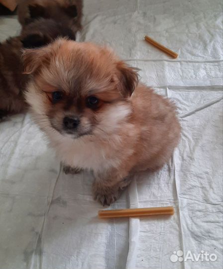 Маленькая собака шпиц