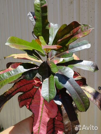 Кротоны, эукуба, фиалки, цикас