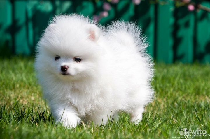 Померанский шпиц девочка