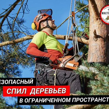 Спил деревьев / расчистка участка
