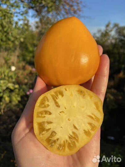 Семена желтого томата Сердце Ашхабада