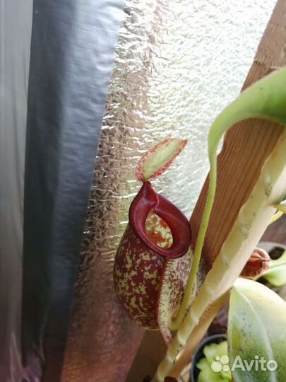 Мухоловки, непентосы, сарацении