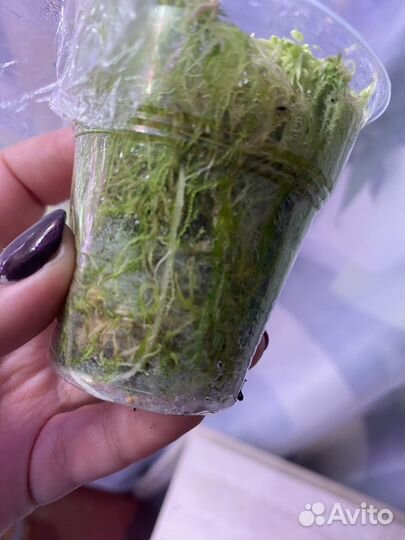 Алоквзи блек вельвет