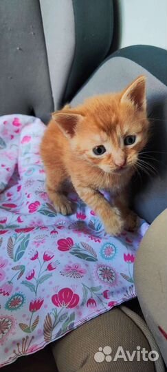 Котята бесплатно