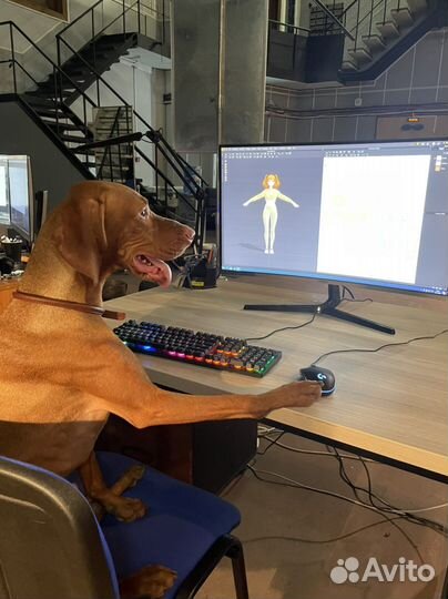 Венгерская выжла для фотосессий