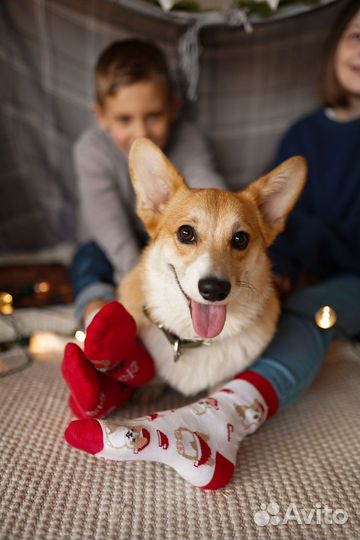 Вельш-корги пемброк вязка Карманова