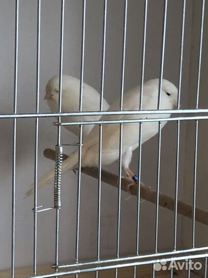 Канарейки (yorkshire)