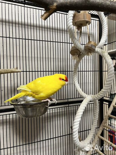 Клетка для попугев и грызунов Triol 5005