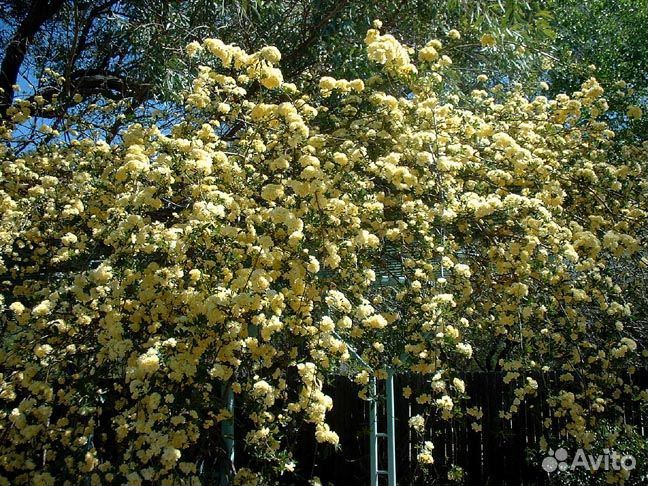 Роза Бэнкса