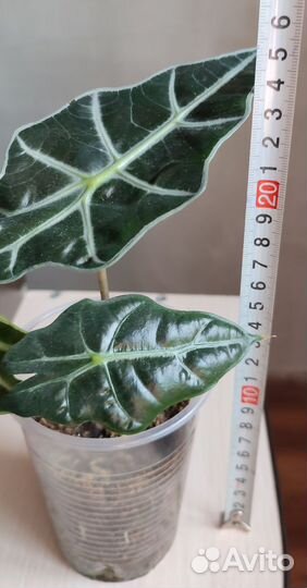 Алоказия Полли