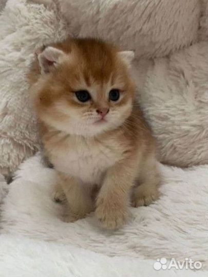 Шотландская