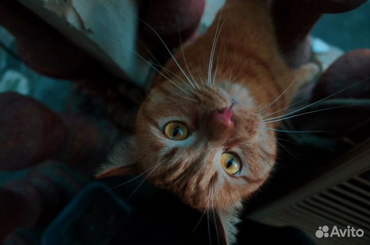 Объектив Индустар 50-2 50мм f/3,5-5,6