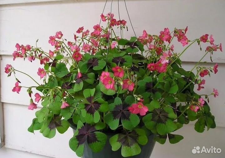 Оксалис кислица