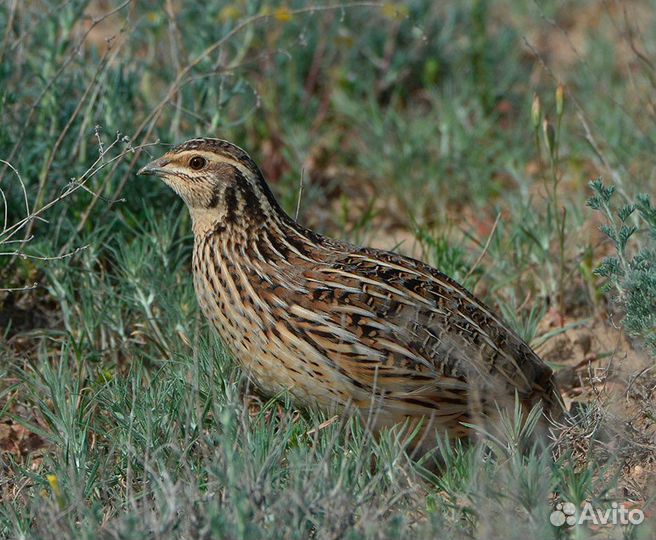 Перепел дикий чищенный