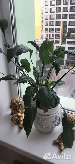 Спатифиллум