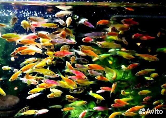 Рыбки опт/ розн данио, коридорасы,тернеция