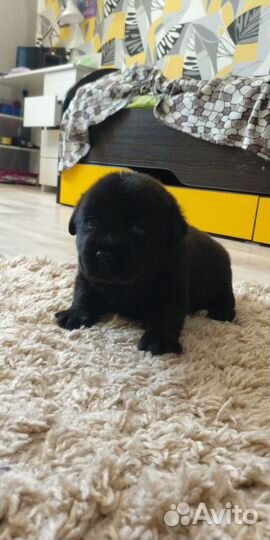 Щенки лабрадора