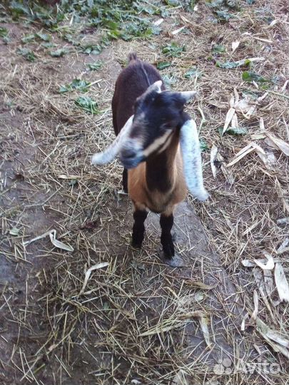 Козлик нубийский