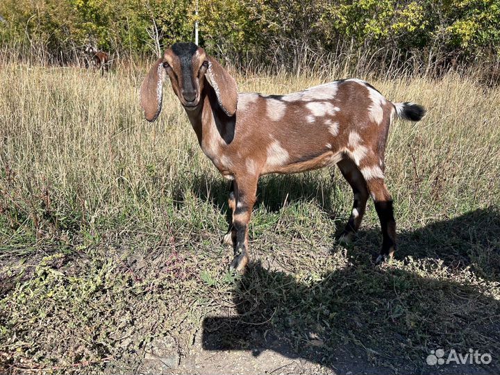 Коза нубийская