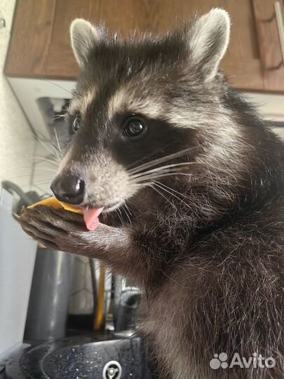 Малыш енот