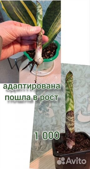 Сансевиерии крупные