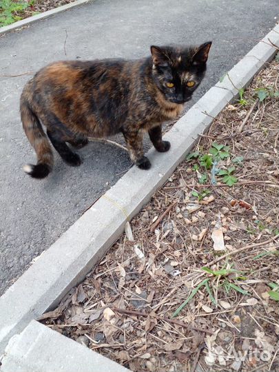 Кошечка черепаховая