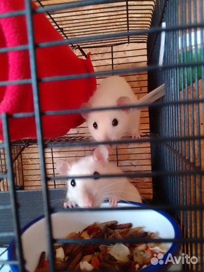 Передержка грызунов