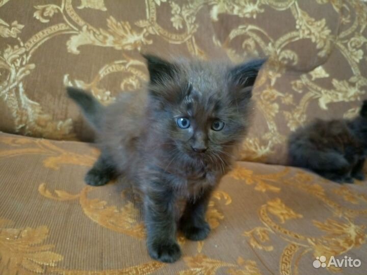 Котята мейн-кун