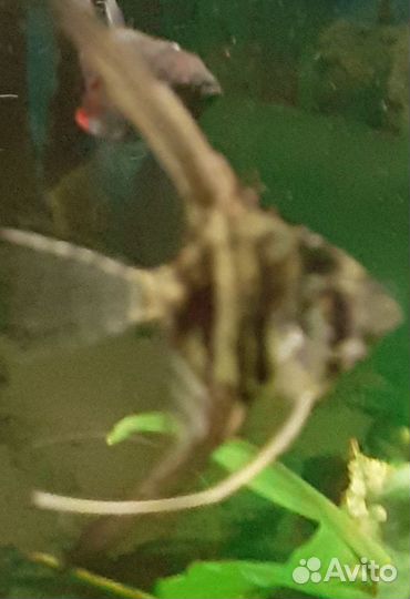 Аквариумные рыбки