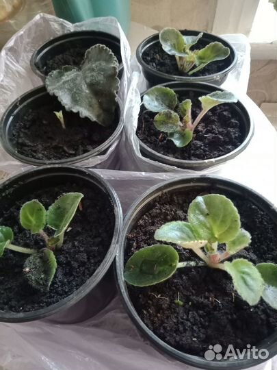 Комнатные цветы