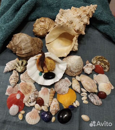 Ракушка Морская