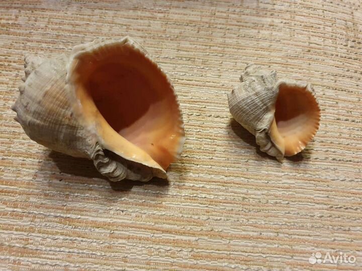 Ракушки морские