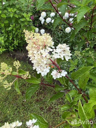 Гортензия метельчатая Ванила Фрайз